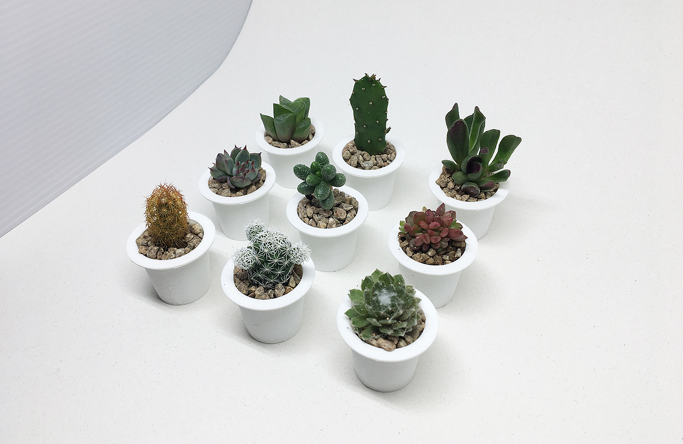 Neverland plant，Succulent plants，plant，Kit，Peter Pan，
