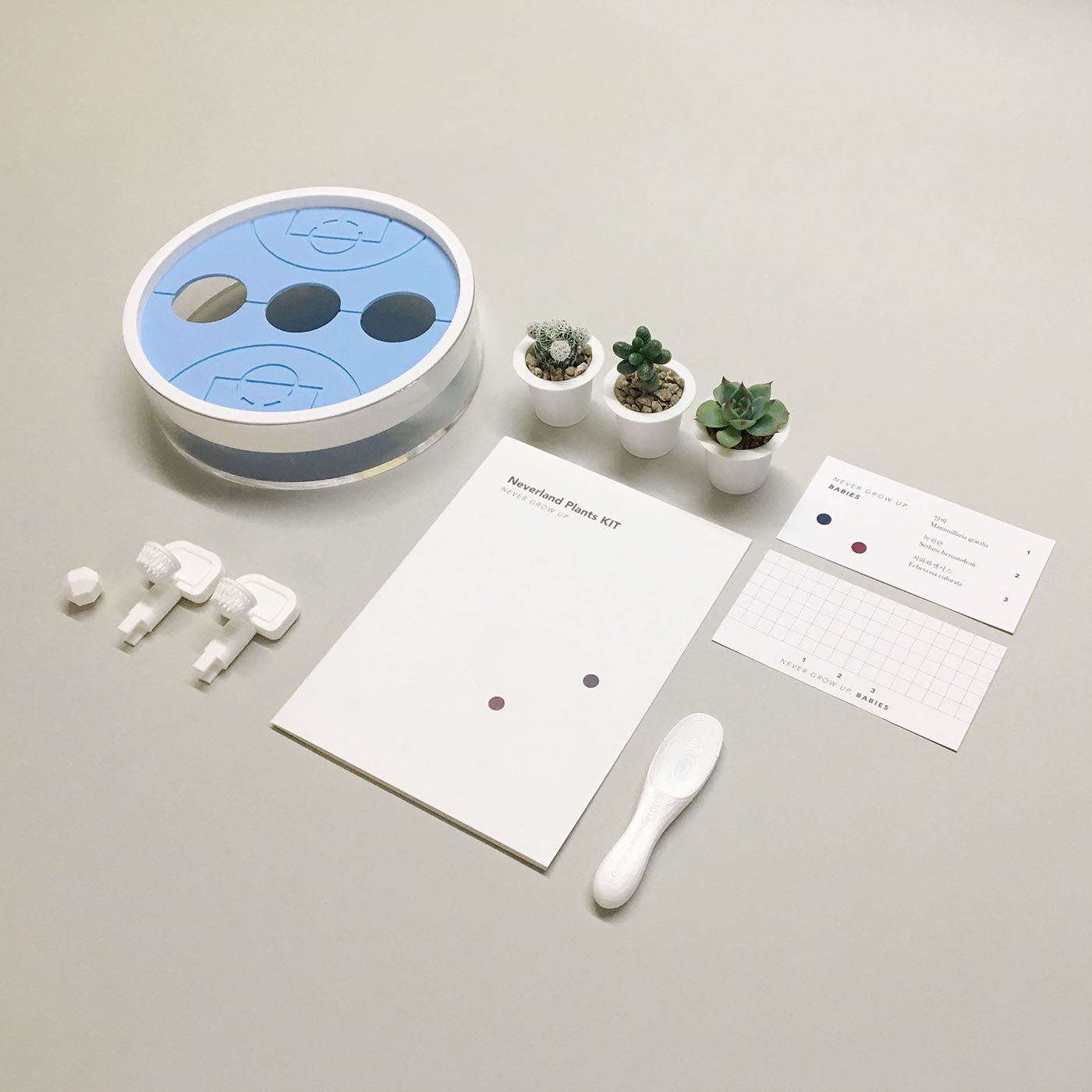 Neverland plant，Succulent plants，plant，Kit，Peter Pan，