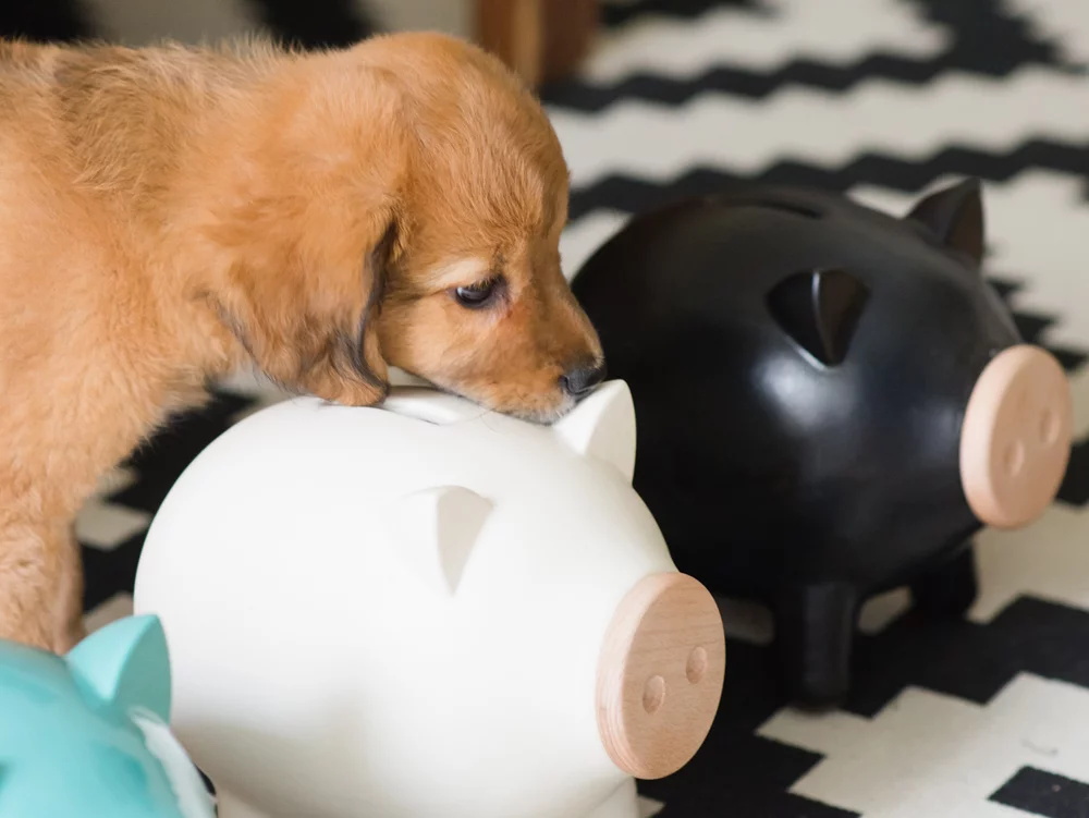 pigz，ceramics，Piggy bank，