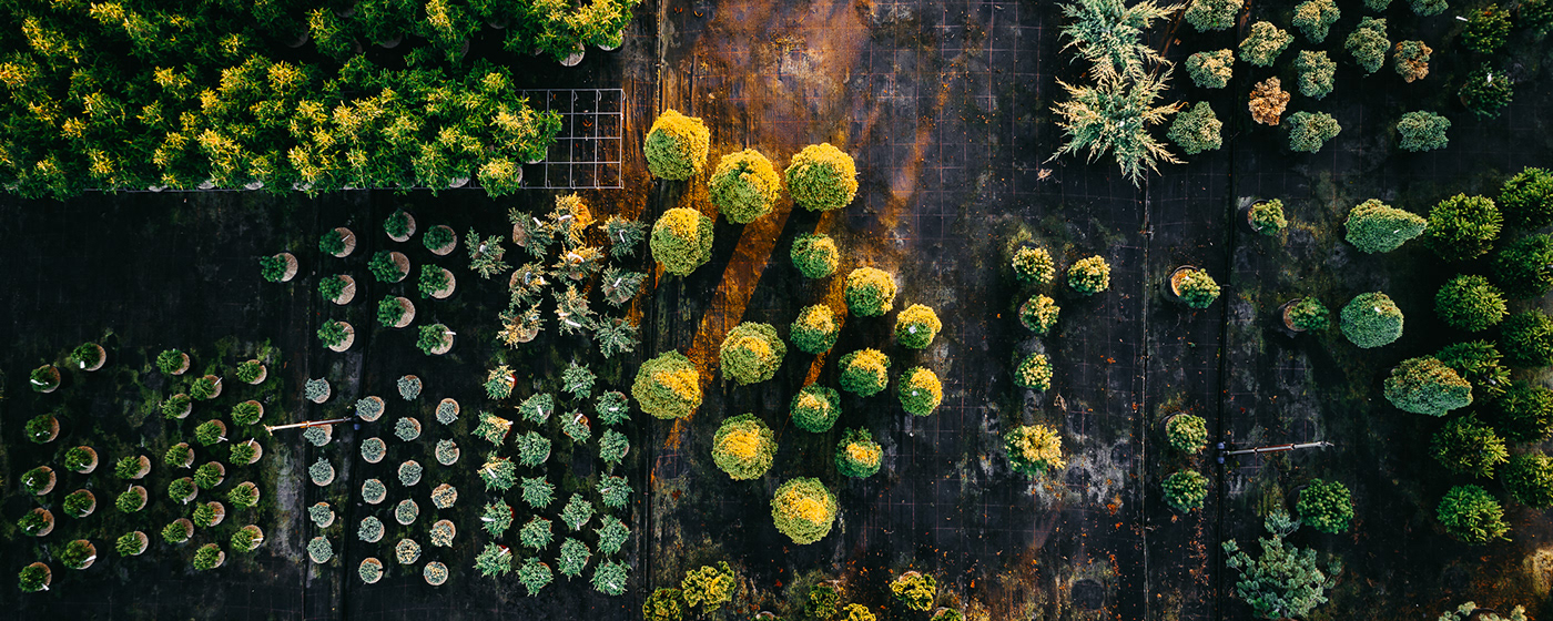 Horticultural photography，Horticultural photography，New vision，Plant photography，Photography，