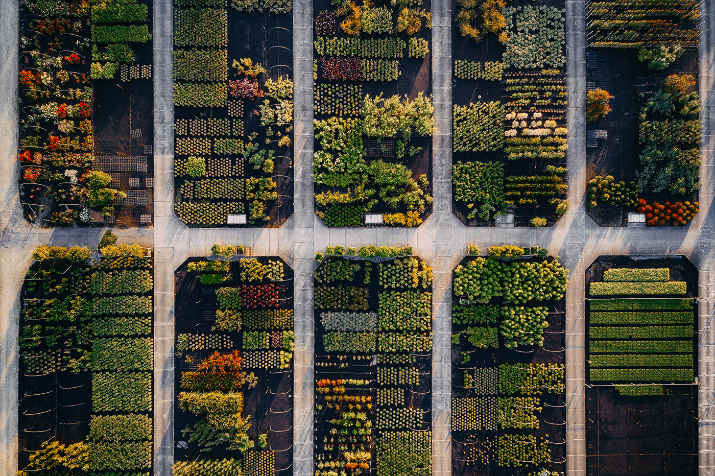 Horticultural photography，Horticultural photography，New vision，Plant photography，Photography，