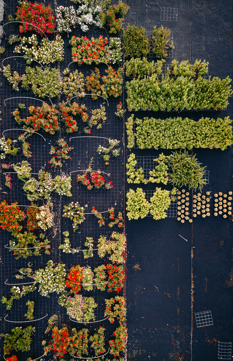 Horticultural photography，Horticultural photography，New vision，Plant photography，Photography，