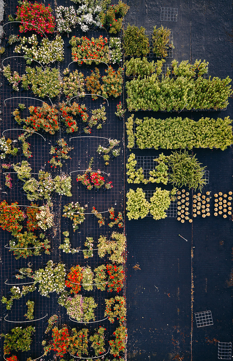 Horticultural photography，Horticultural photography，New vision，Plant photography，Photography，