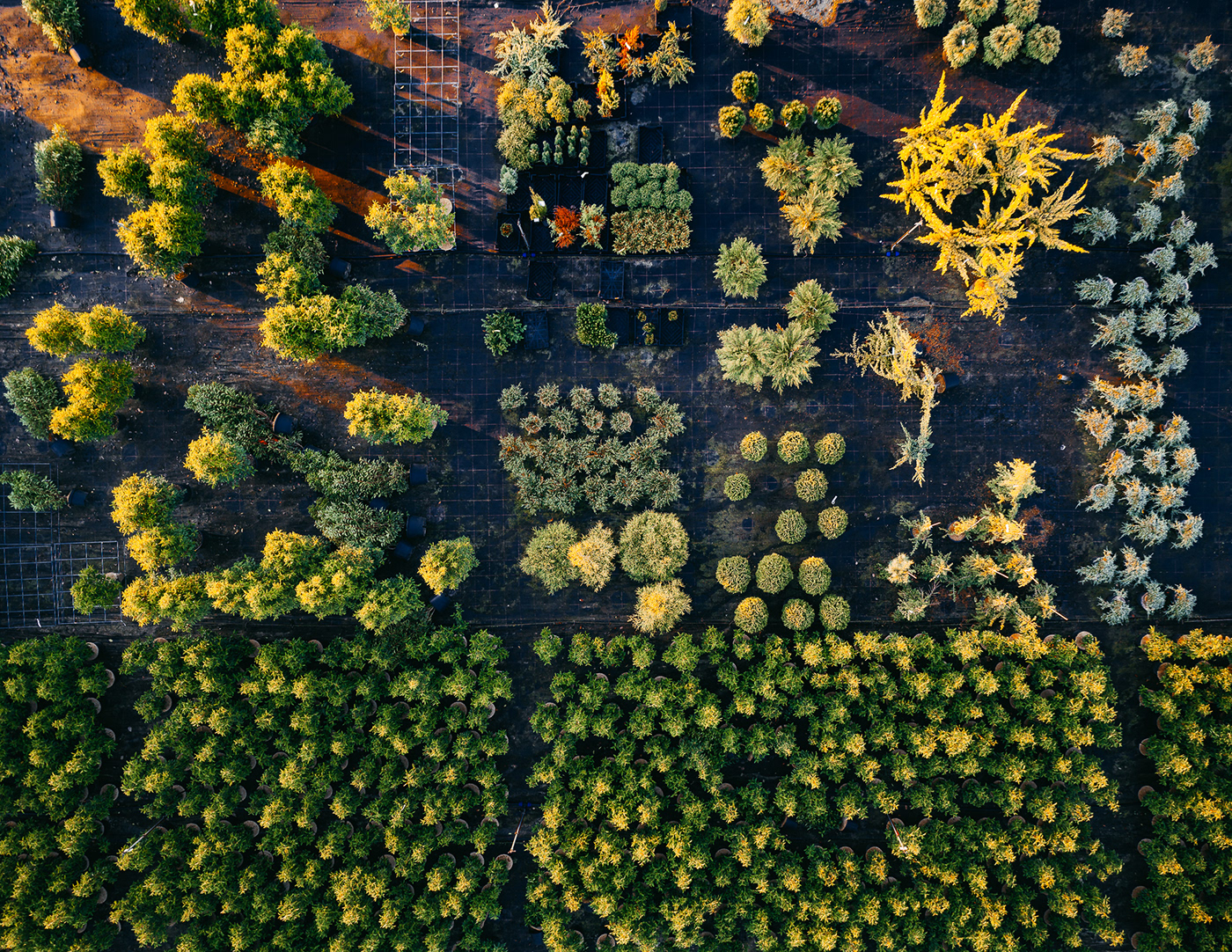 Horticultural photography，Horticultural photography，New vision，Plant photography，Photography，