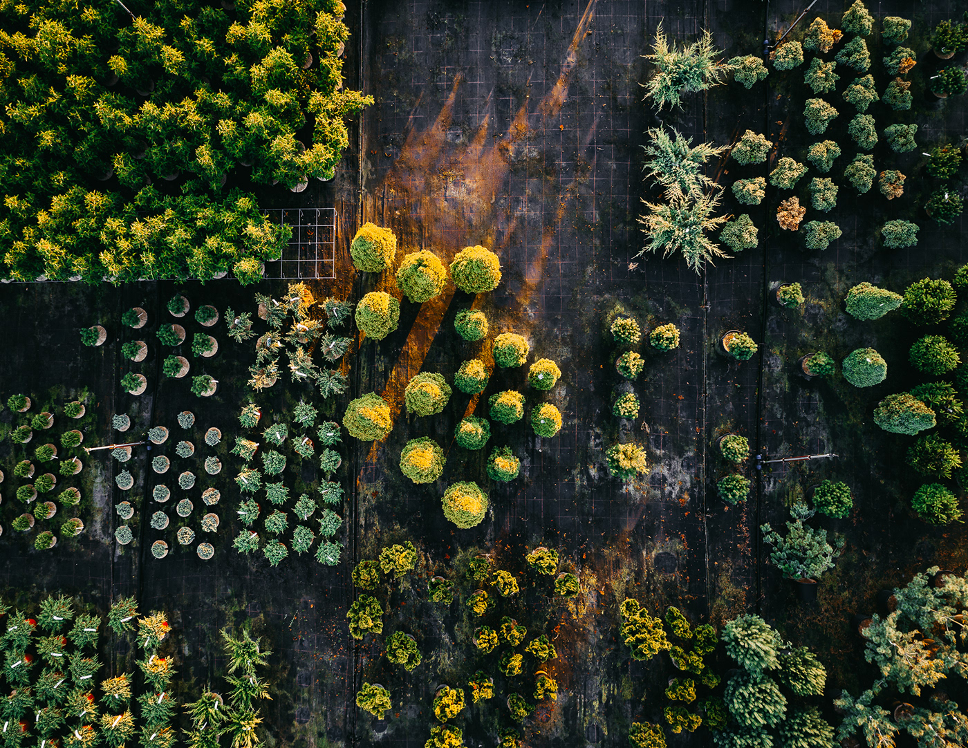 Horticultural photography，Horticultural photography，New vision，Plant photography，Photography，