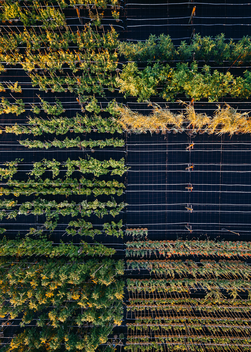 Horticultural photography，Horticultural photography，New vision，Plant photography，Photography，