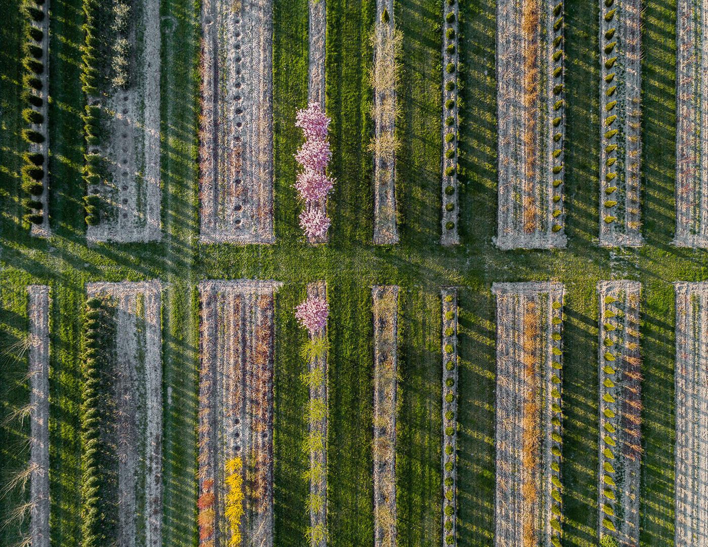 Horticultural photography，Horticultural photography，New vision，Plant photography，Photography，