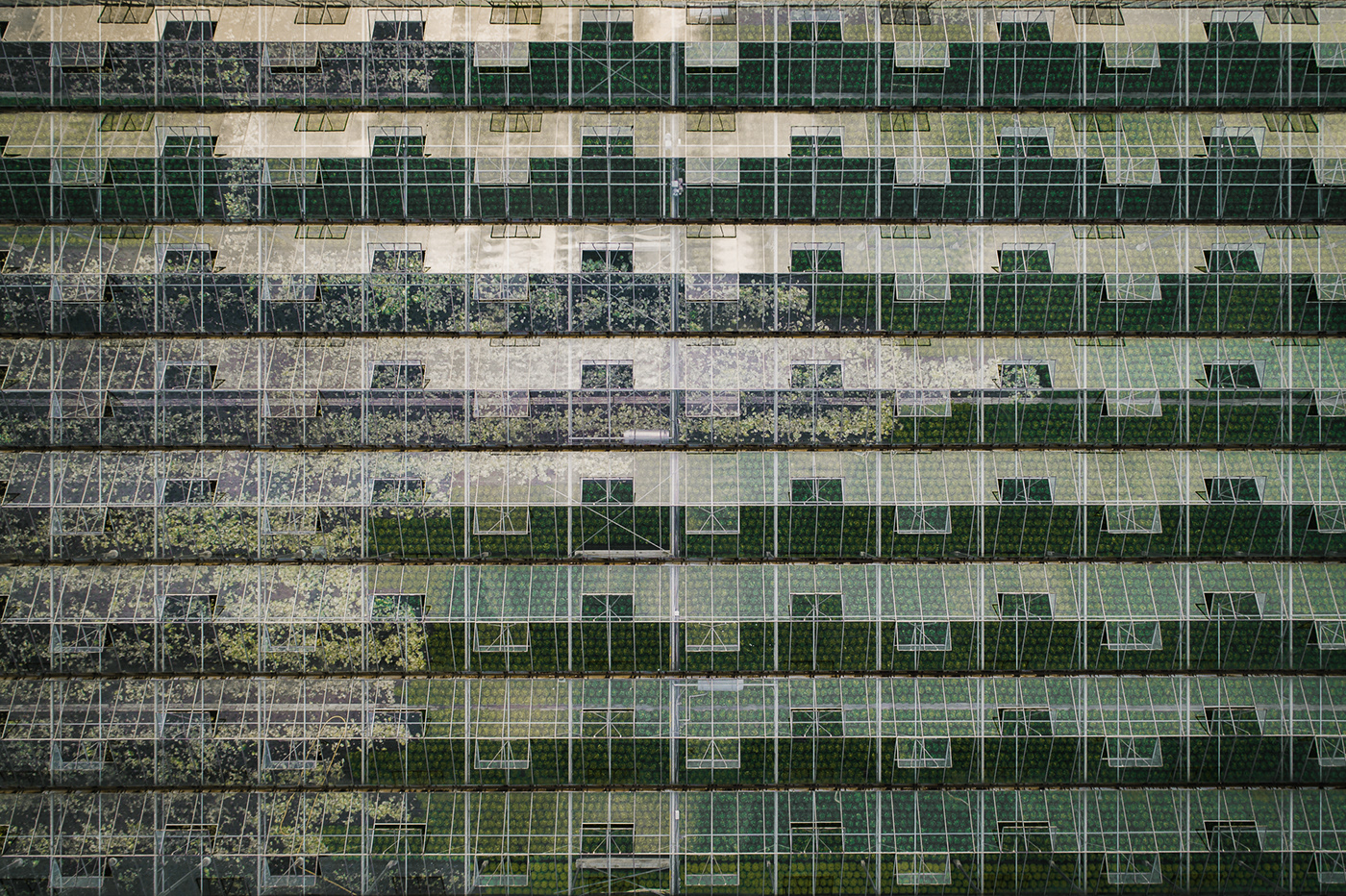 Horticultural photography，Horticultural photography，New vision，Plant photography，Photography，