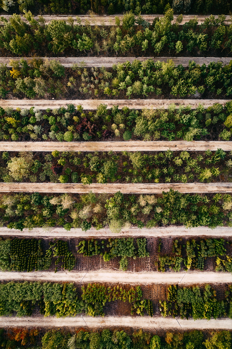 Horticultural photography，Horticultural photography，New vision，Plant photography，Photography，