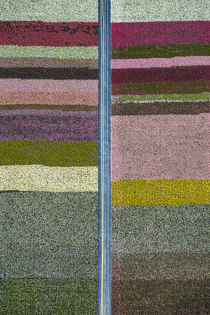 Horticultural photography，Horticultural photography，New vision，Plant photography，Photography，