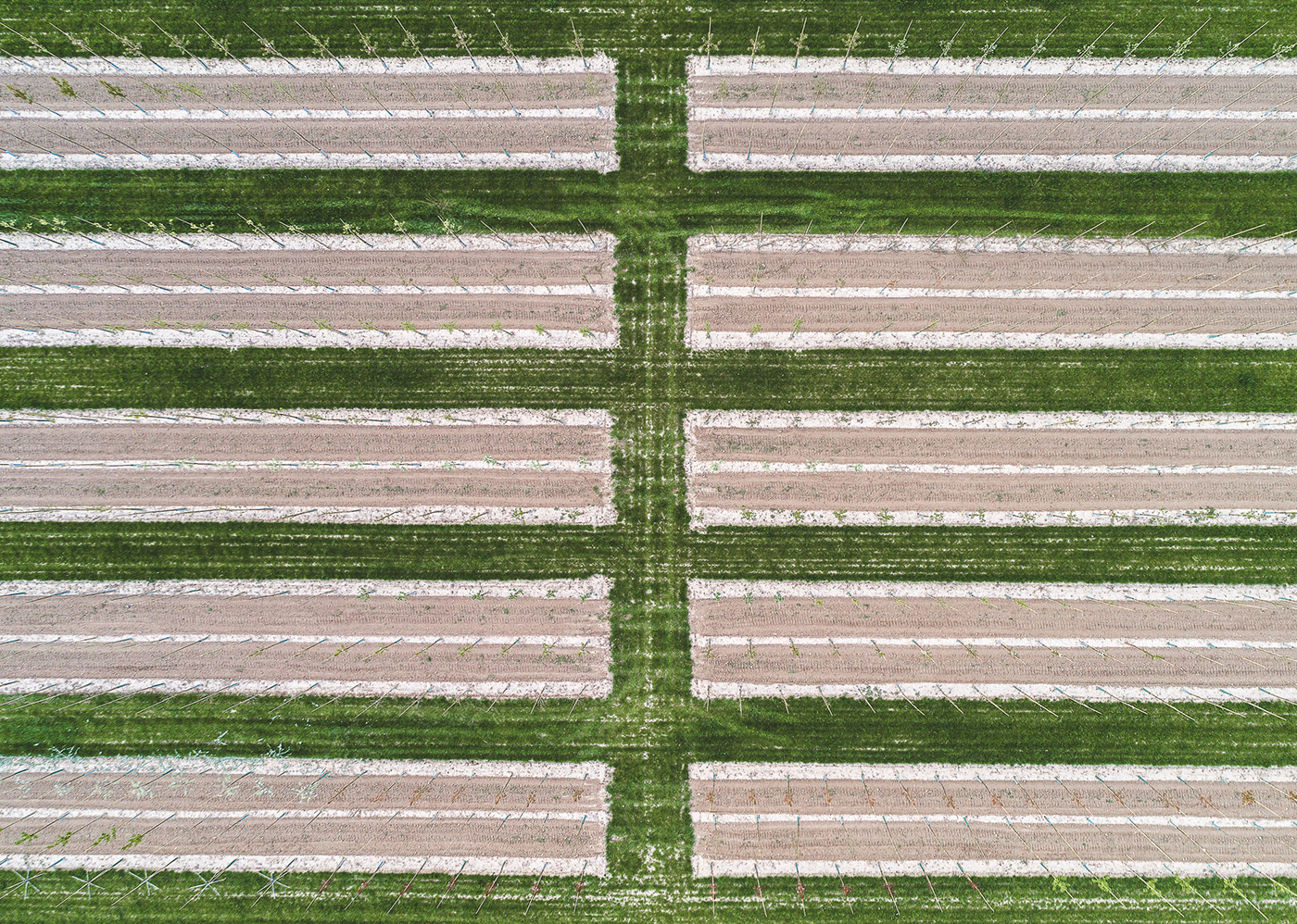 Horticultural photography，Horticultural photography，New vision，Plant photography，Photography，