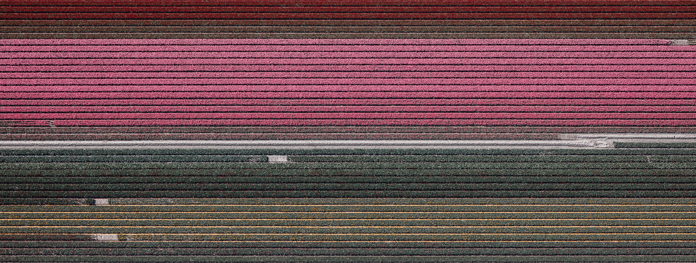 Photography，Digital photography，Flower Photography，Dutch tulip，Tulip photography，