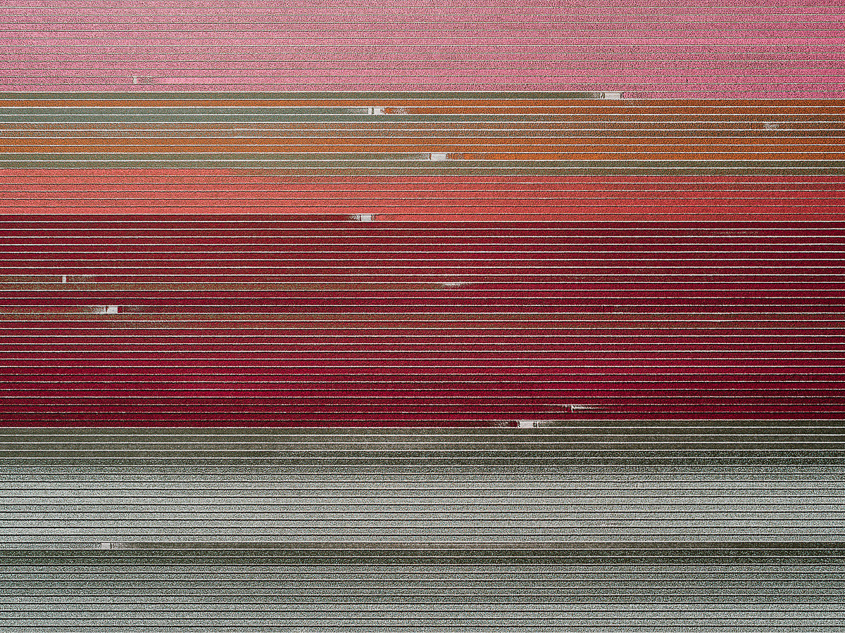 Photography，Digital photography，Flower Photography，Dutch tulip，Tulip photography，