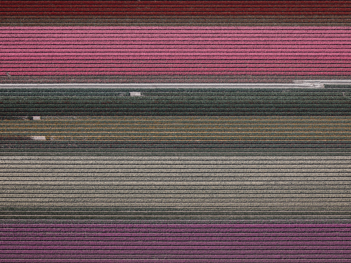 Photography，Digital photography，Flower Photography，Dutch tulip，Tulip photography，