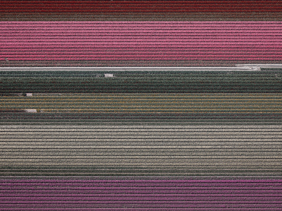 Photography，Digital photography，Flower Photography，Dutch tulip，Tulip photography，