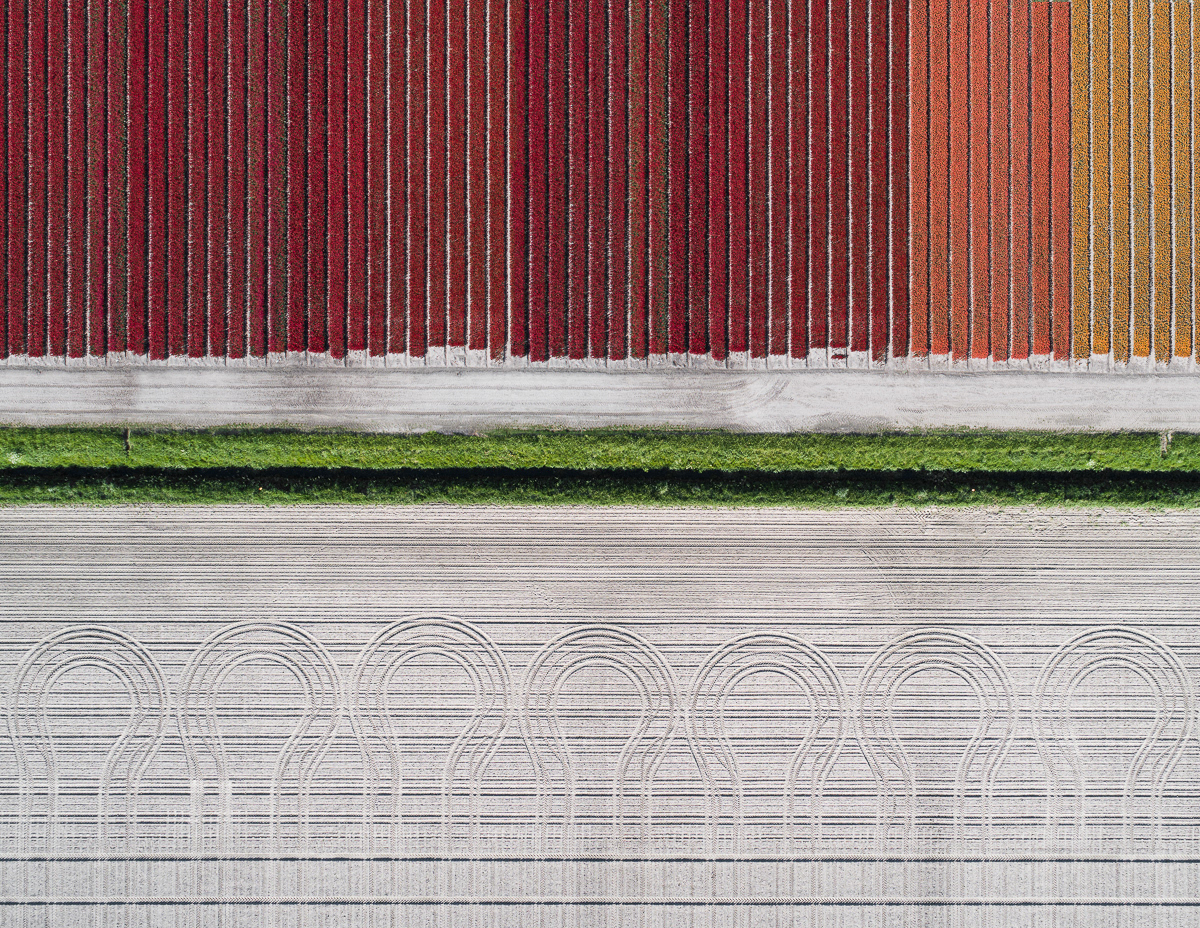 Photography，Digital photography，Flower Photography，Dutch tulip，Tulip photography，