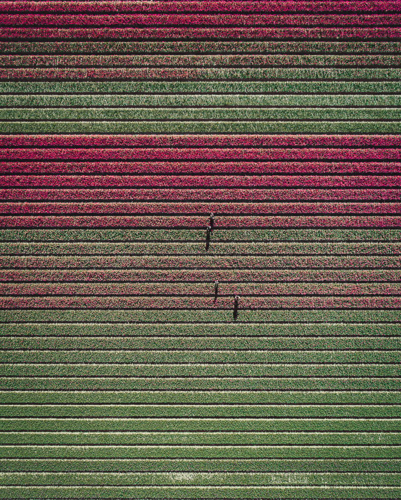 Photography，Digital photography，Flower Photography，Dutch tulip，Tulip photography，