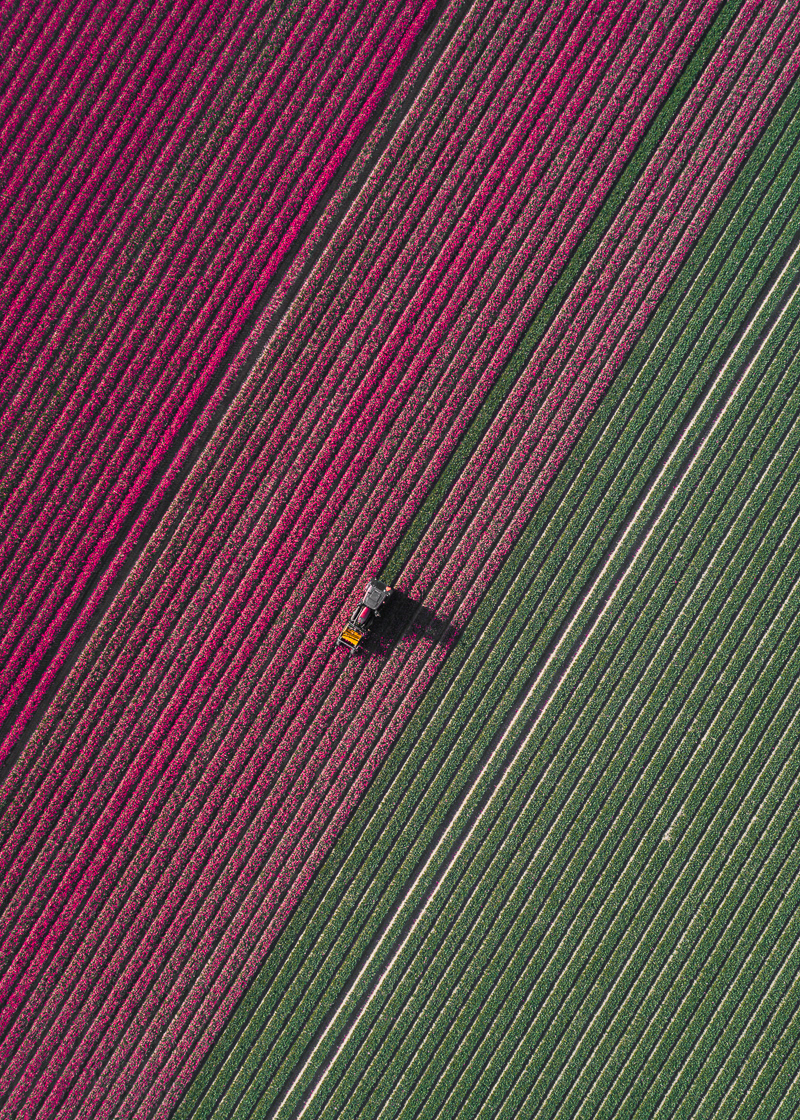 Photography，Digital photography，Flower Photography，Dutch tulip，Tulip photography，