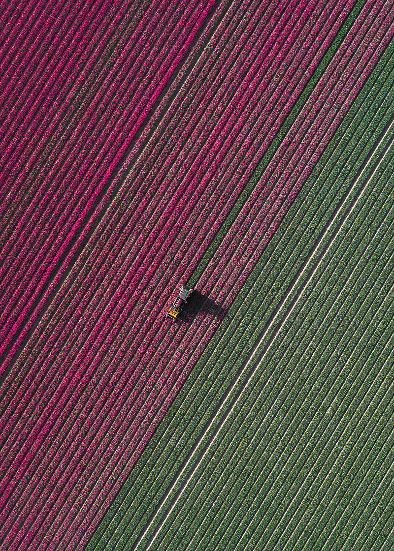 Photography，Digital photography，Flower Photography，Dutch tulip，Tulip photography，