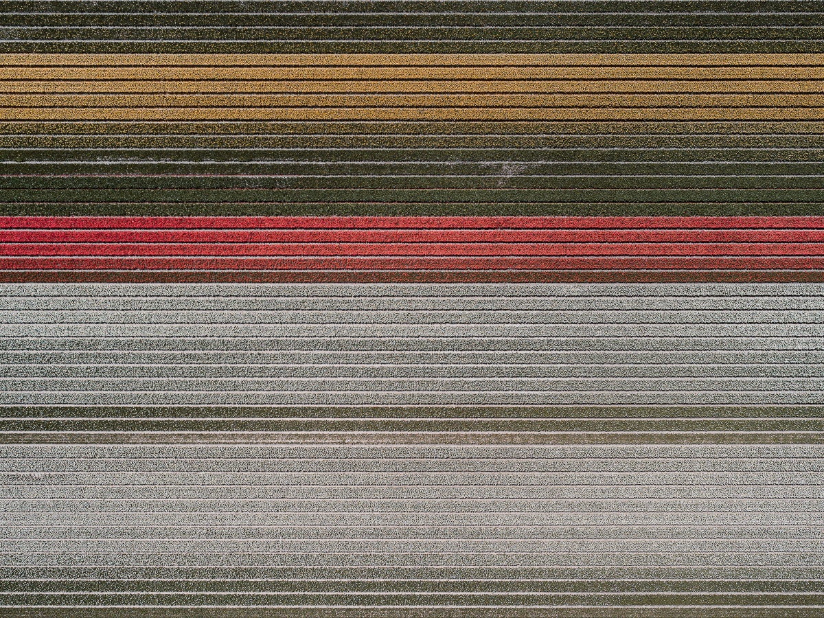 Photography，Digital photography，Flower Photography，Dutch tulip，Tulip photography，