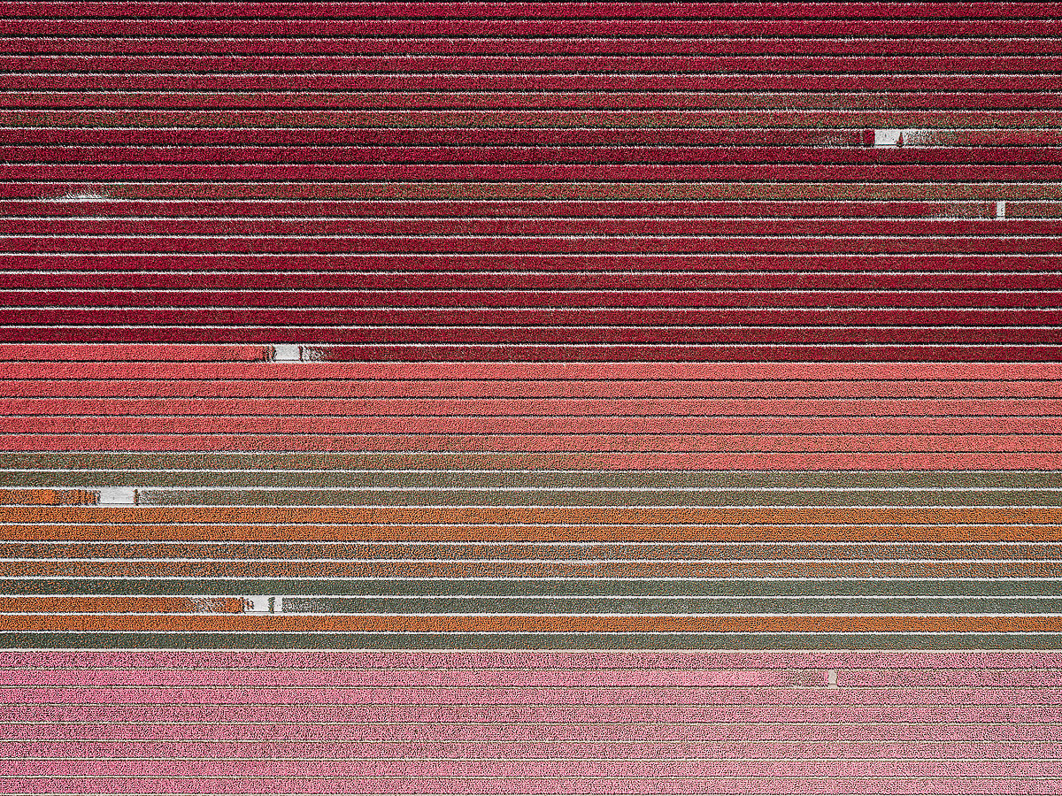 Photography，Digital photography，Flower Photography，Dutch tulip，Tulip photography，
