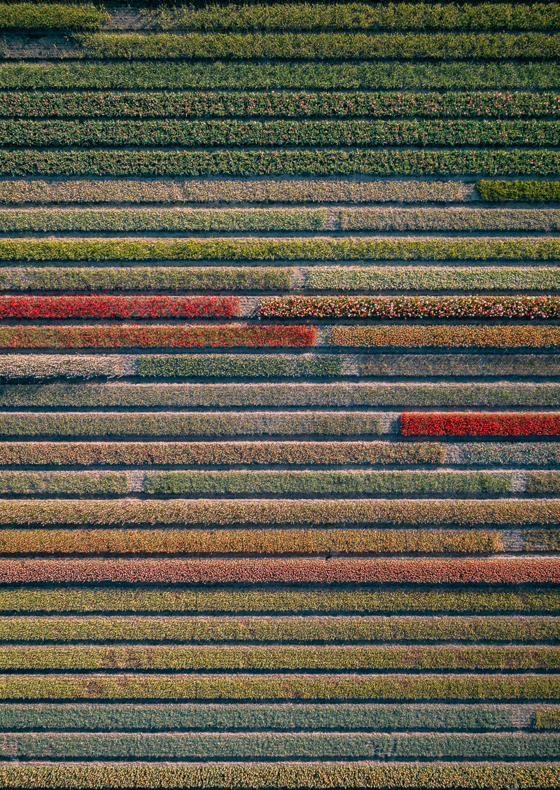 Photography，Digital photography，Flower Photography，Dutch tulip，Tulip photography，