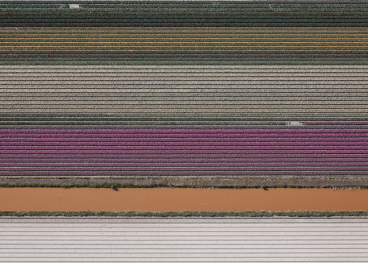 Photography，Digital photography，Flower Photography，Dutch tulip，Tulip photography，