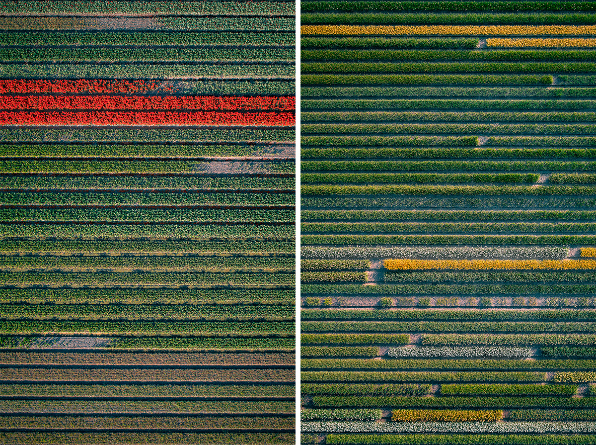 Photography，Digital photography，Flower Photography，Dutch tulip，Tulip photography，