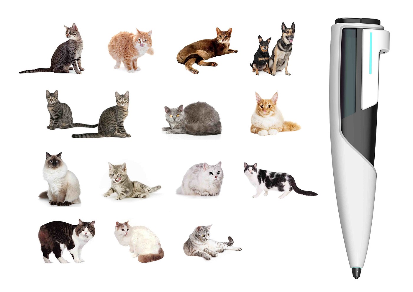 Pet care，Data visualization，Electronics，