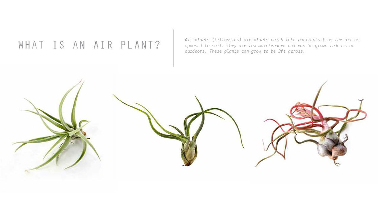 Home，Flower cultivation，Potted plants，Slow Life，Intelligent products，