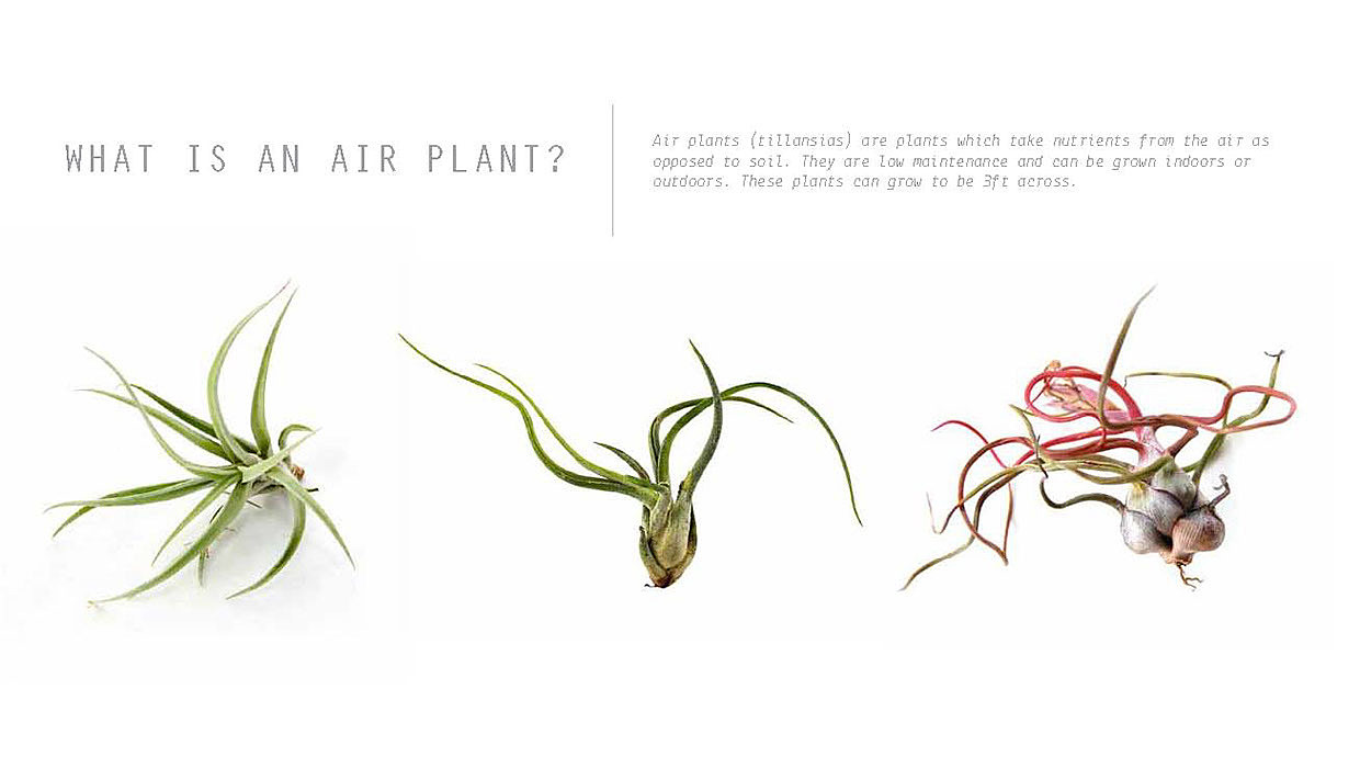 Home，Flower cultivation，Potted plants，Slow Life，Intelligent products，