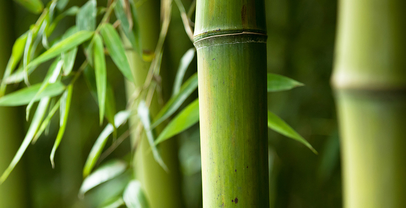 仿生，时尚，创意，吹风机，Bamboo，