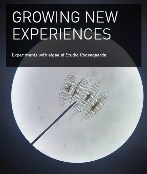 Dan rosgard，environment protection，Haze reduction，Pagoda，Wind bird，