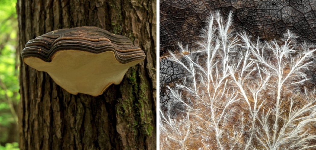 Environmental protection handbag，mylo，originality，product design，