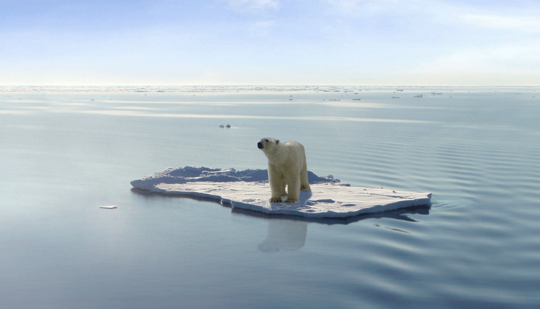 Polar bear，napkin，environment protection，Sculpture，