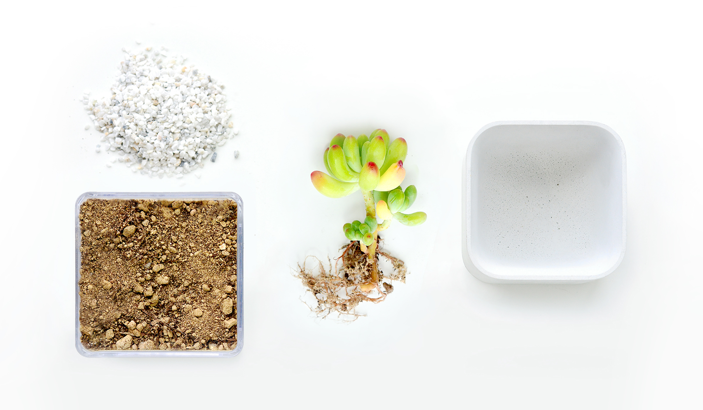 Flowerpot，Fleshy，Botany，Minimalist，