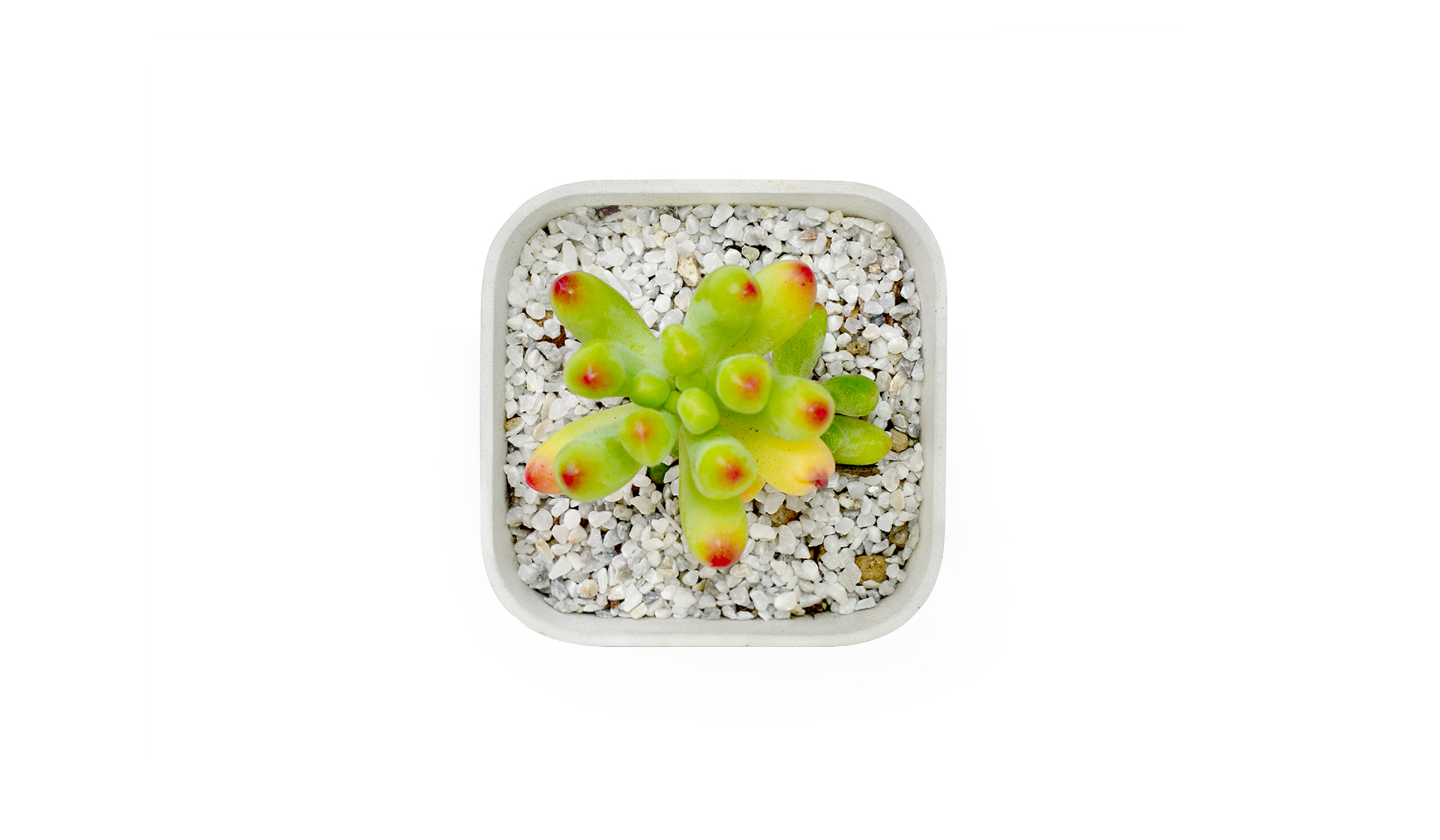 Flowerpot，Fleshy，Botany，Minimalist，