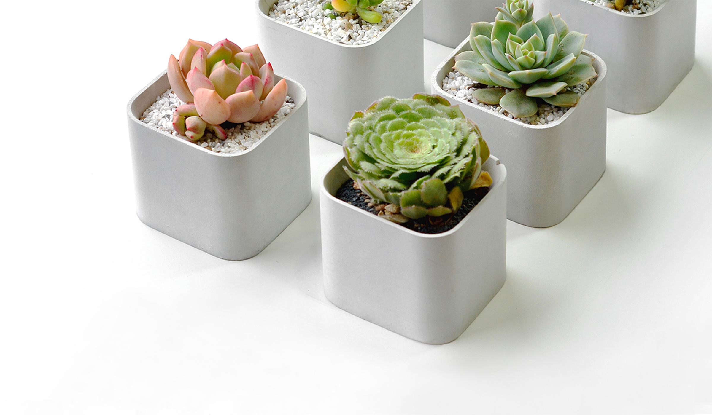 Flowerpot，Fleshy，Botany，Minimalist，