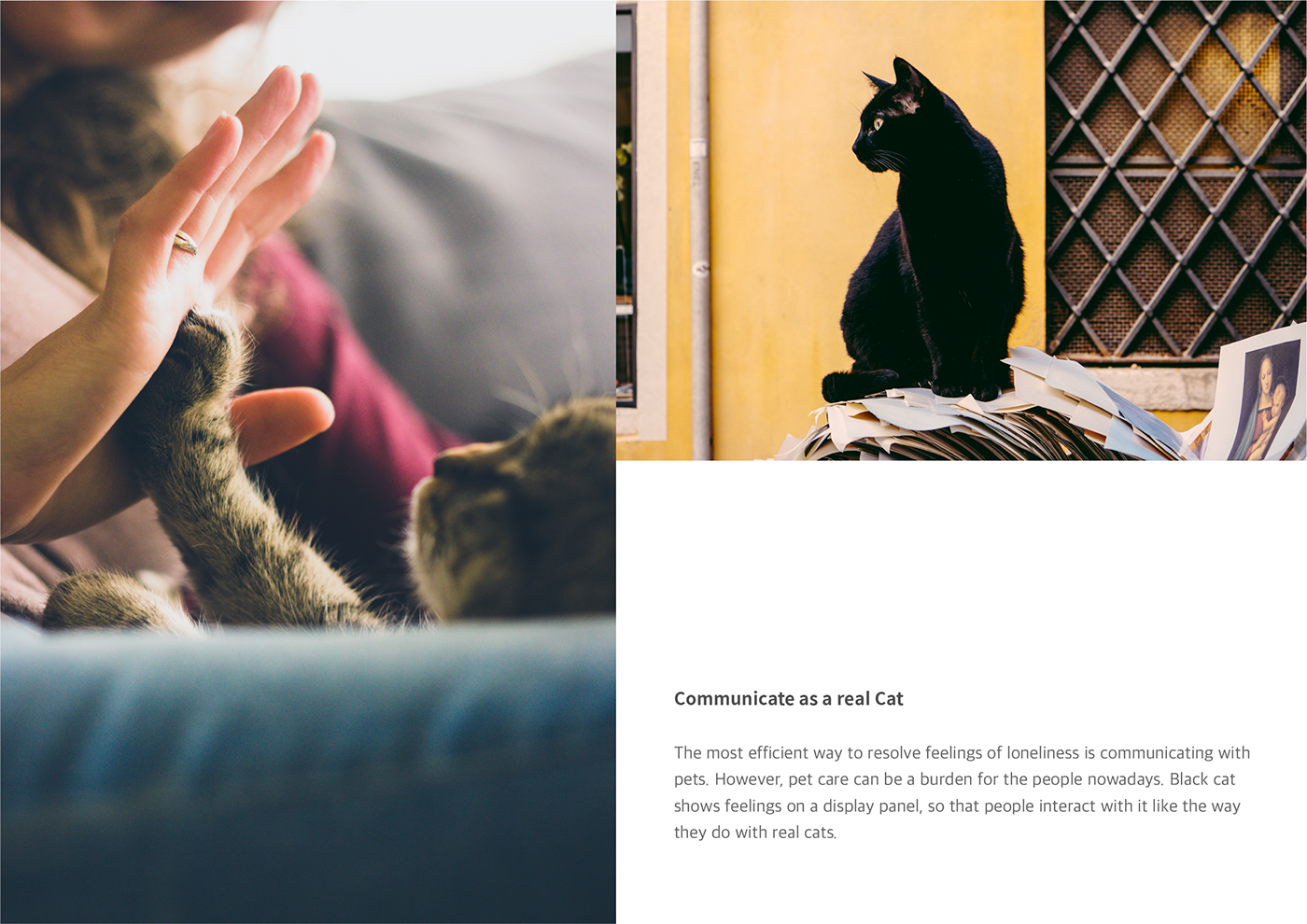 black cat，intelligence，black，Home Furnishing，apple，app，