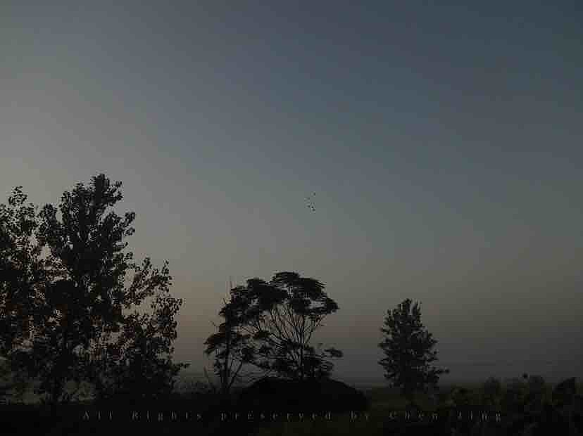 morning，summer，green，scenery，natural，