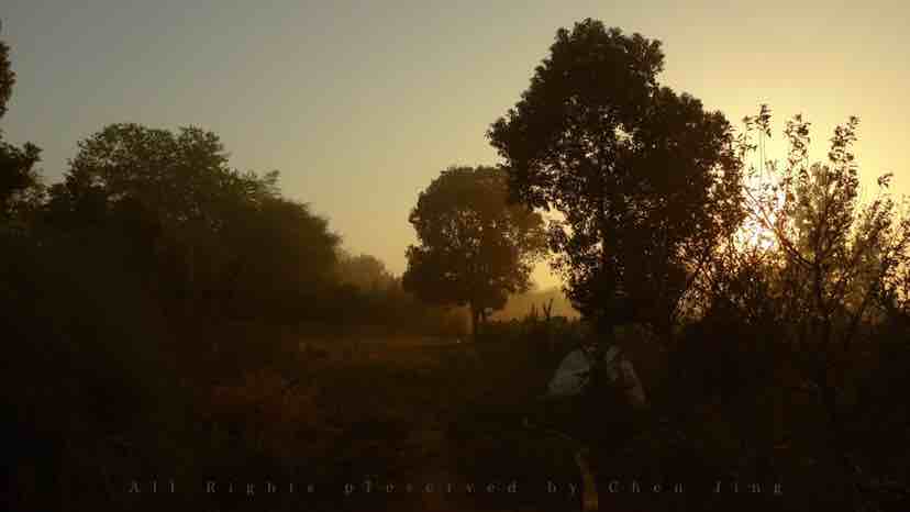 morning，summer，green，scenery，natural，