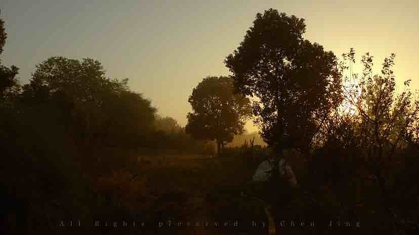morning，summer，green，scenery，natural，