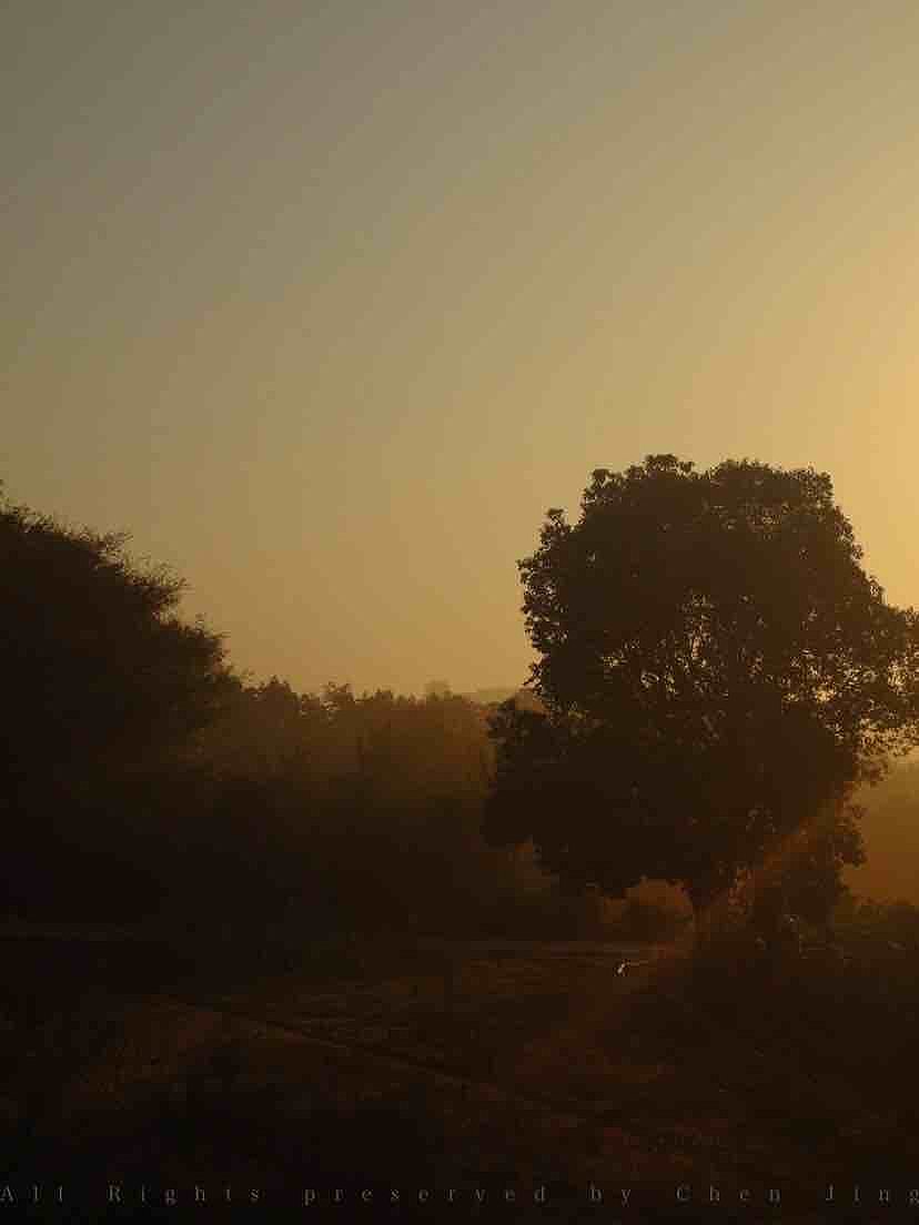 早晨，夏天，绿色，风景，自然，