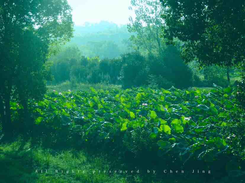 morning，summer，green，scenery，natural，