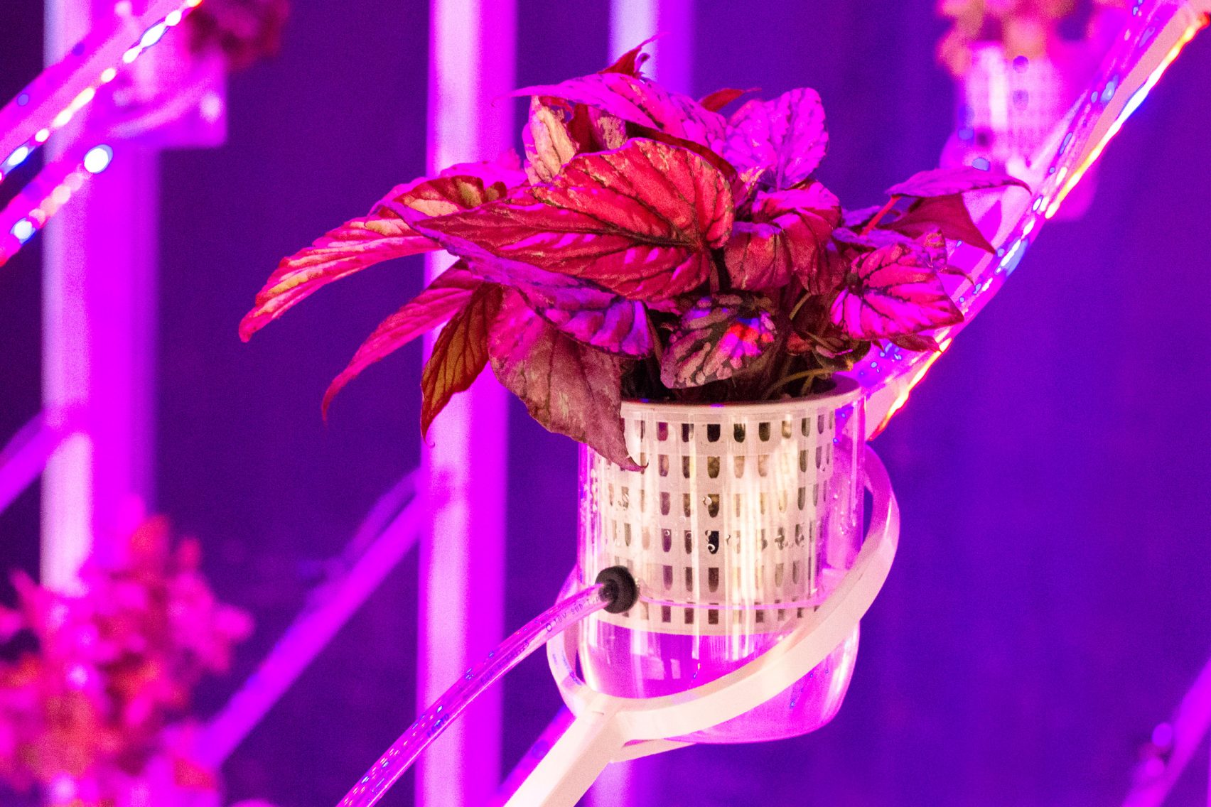 greenhouse，roof，environment protection，food，future，Food shortage，