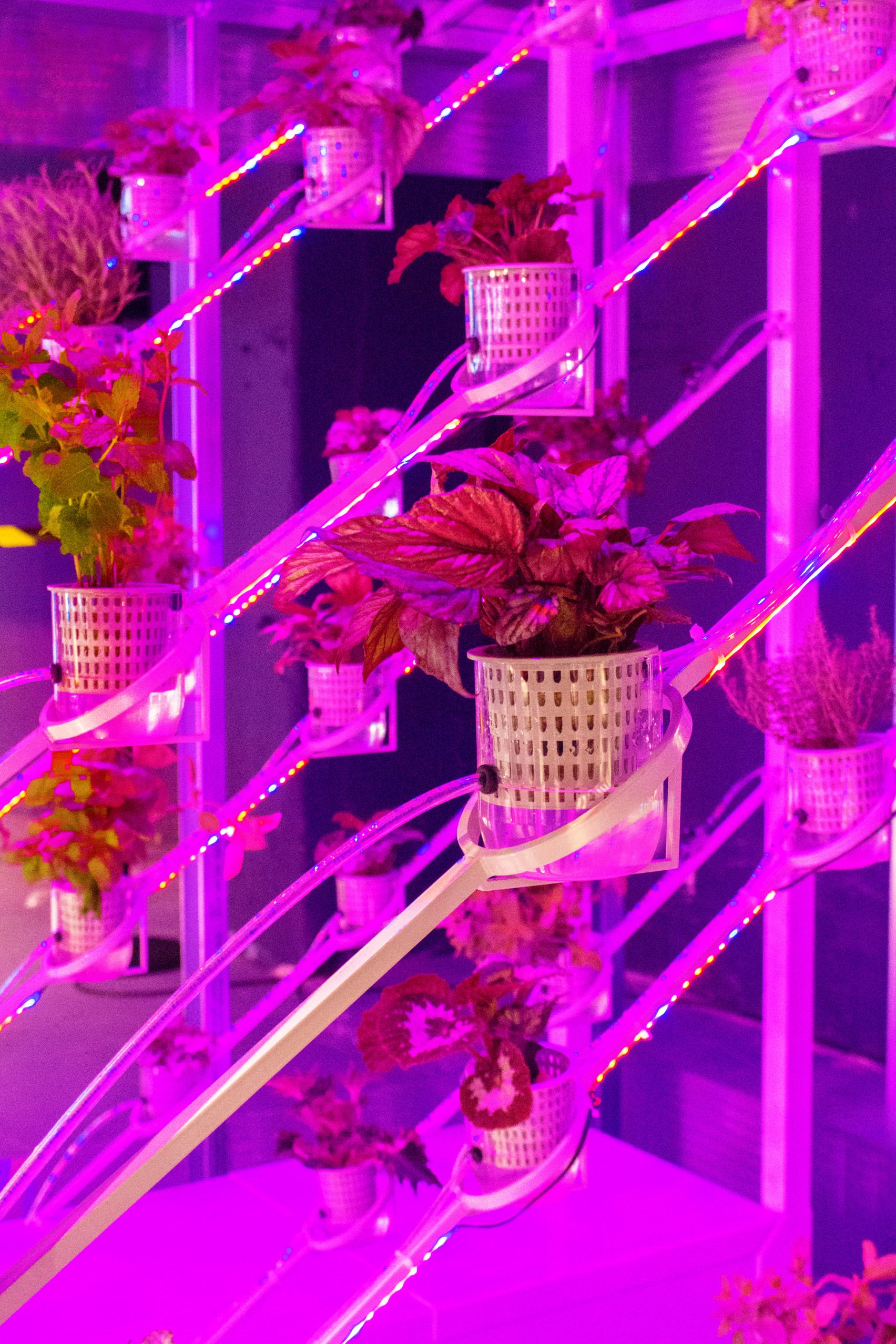 greenhouse，roof，environment protection，food，future，Food shortage，