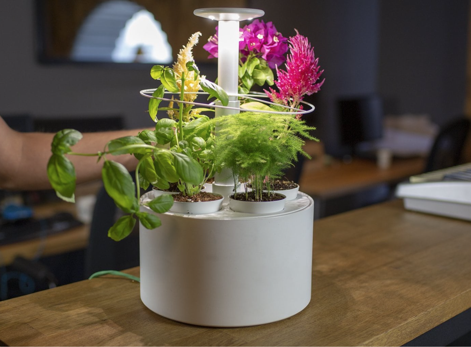 indoor，Botany，intelligence，garden，