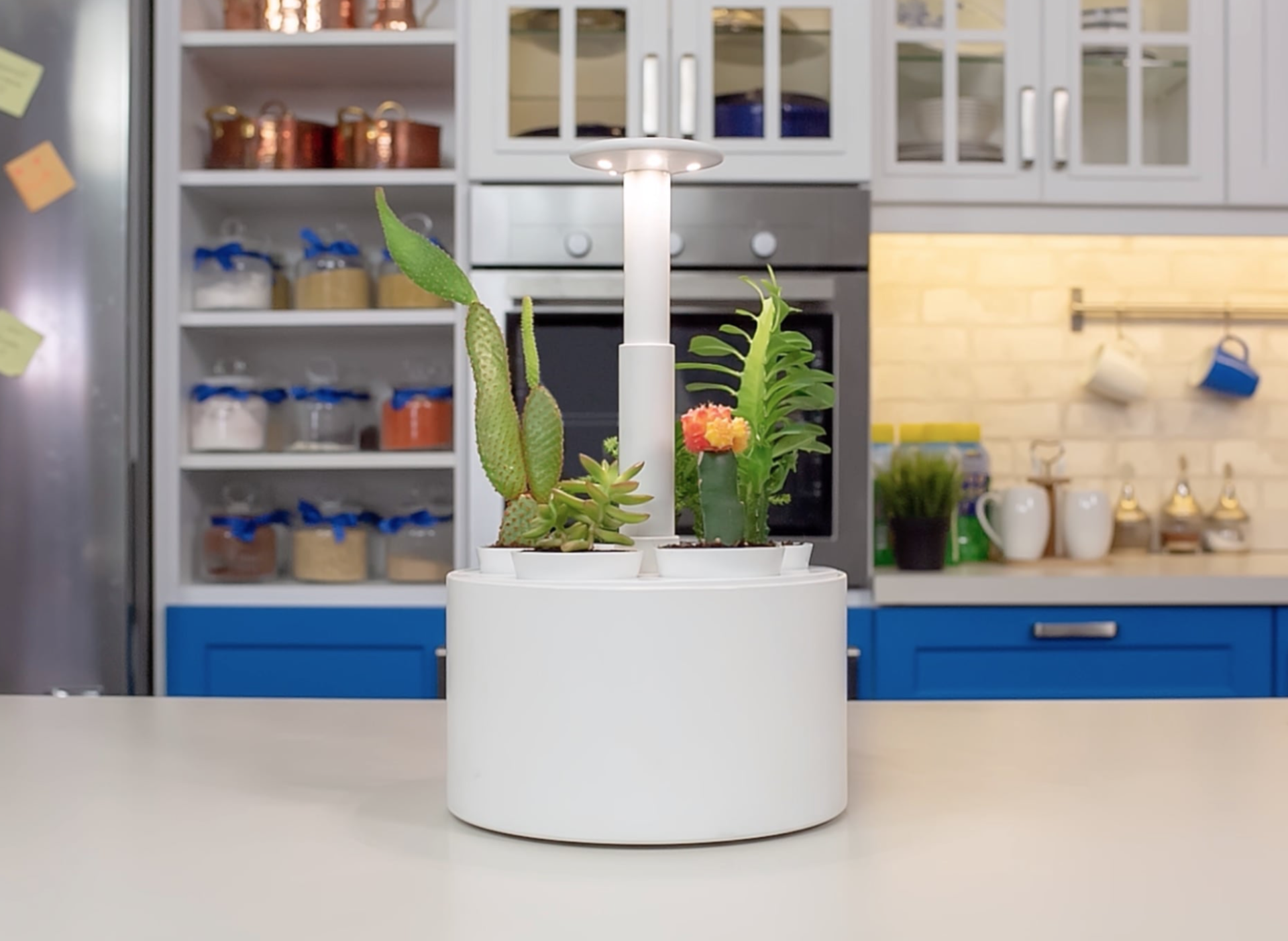 indoor，Botany，intelligence，garden，