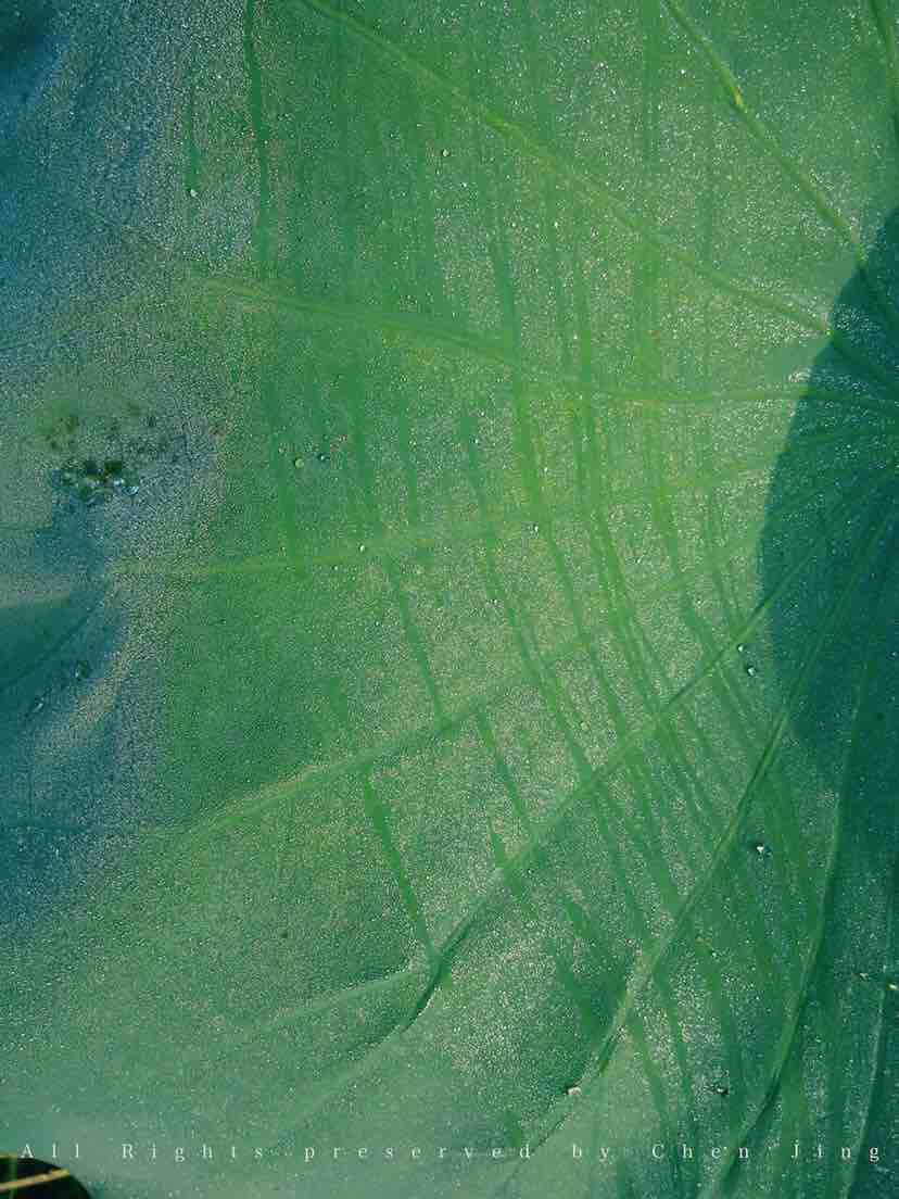Lotus leaf，Botany，natural，Dew，