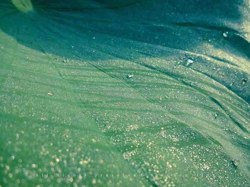 Lotus leaf，Botany，natural，Dew，